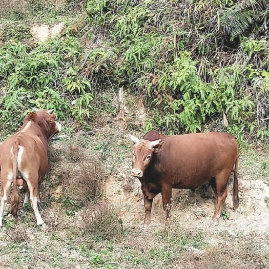 安溪县放养式黄牛生长周期较慢，每一头出栏时间三年以上质感味道足
