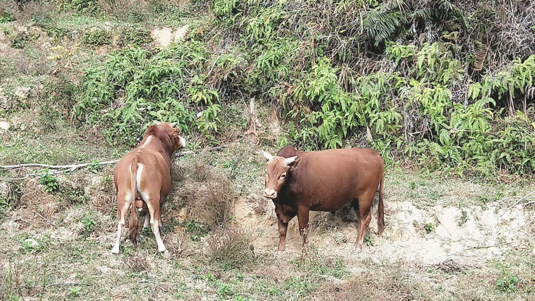 放养式黄牛生长周期较慢，每一头出栏时间三年以上质感味道足