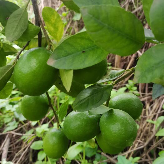 博罗县 无籽青柠檬