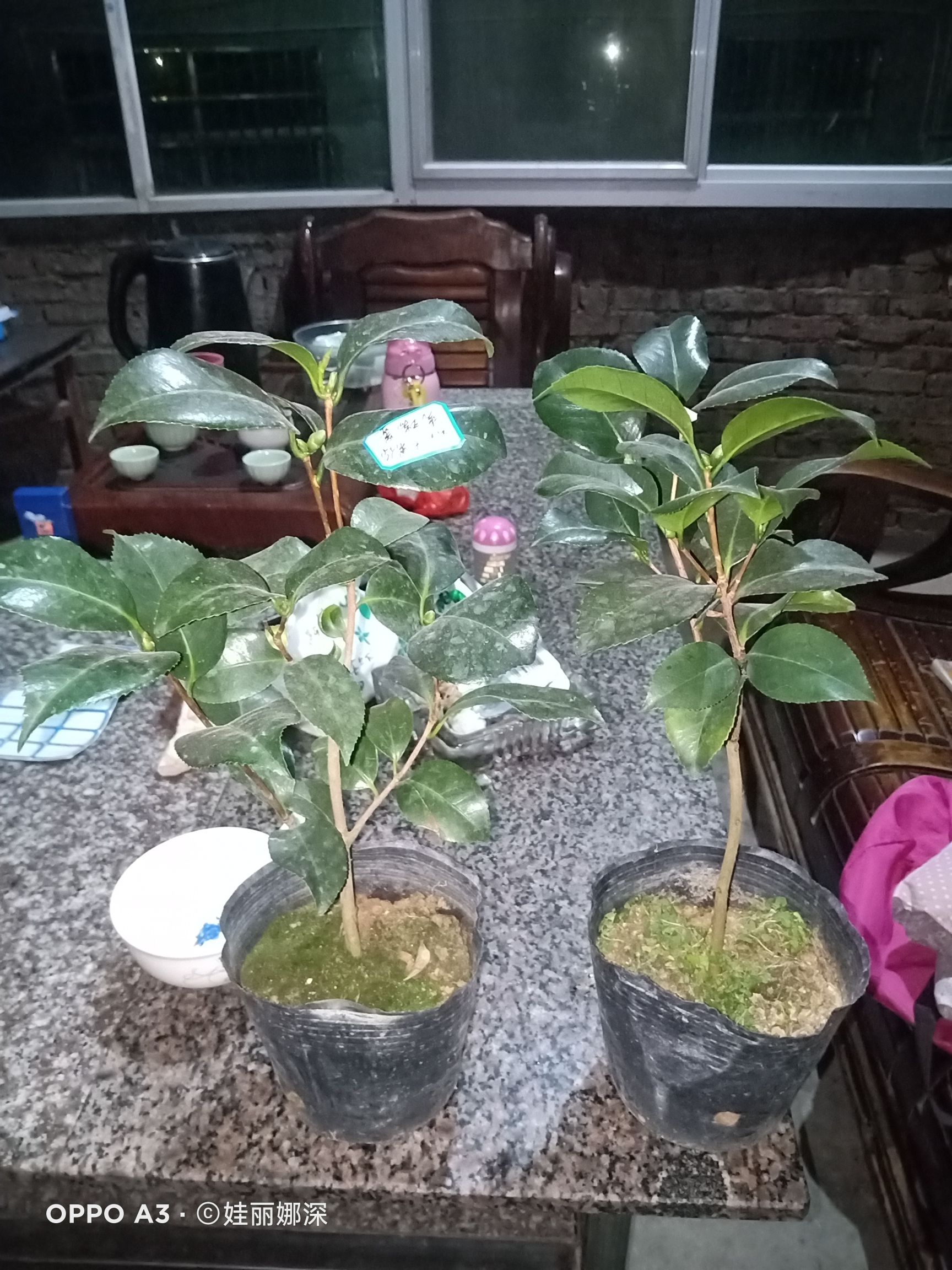 大红赤丹茶花盆栽苗福建龙岩永福镇基地批发保质保量原盆原土发货