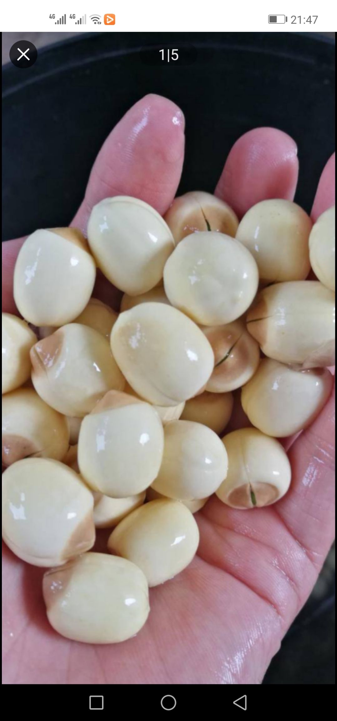 白莲子  江西莲子之乡，本人手工加工真空包装和散装鲜莲子有大量批发零售