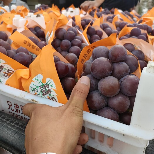 邯郸 百亩【精品】乒乓球葡萄大量上市  价格便宜 质量保证