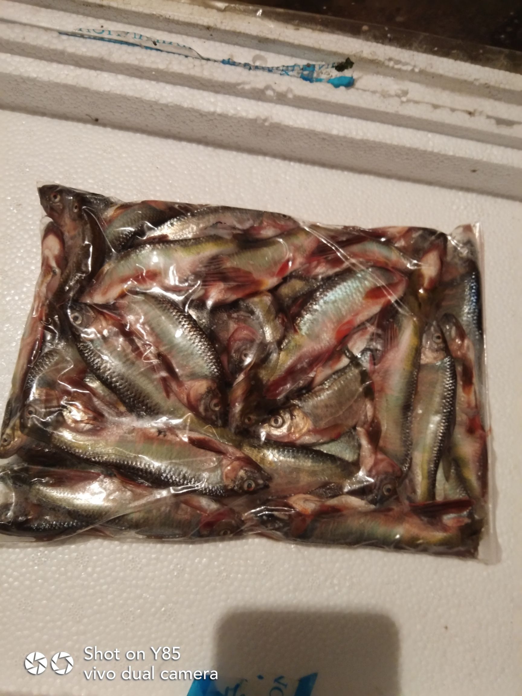 马口鱼  马口水质好