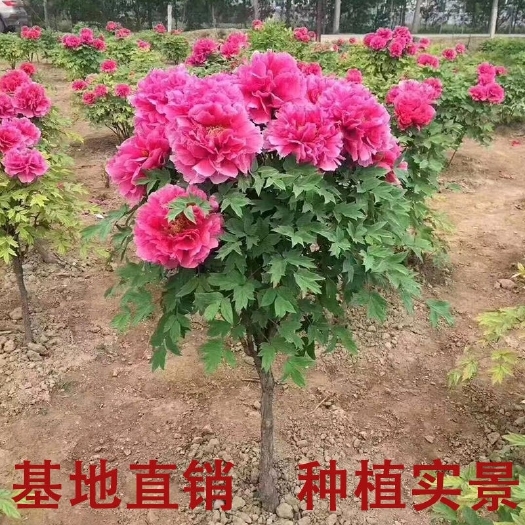 菏泽观赏牡丹 菏泽牡丹芍药