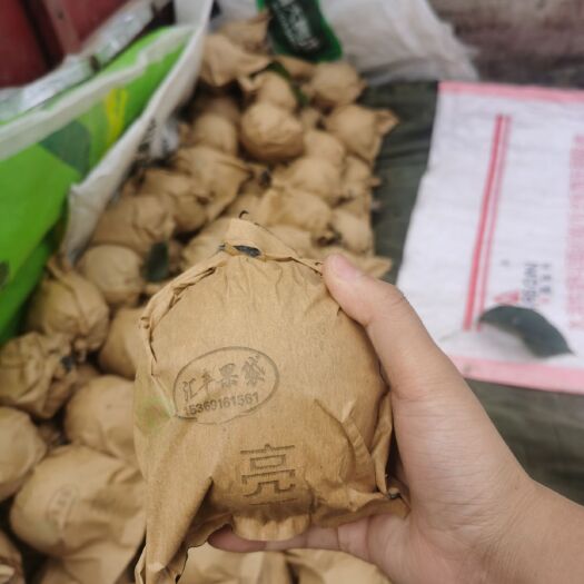 辛集市 皇冠梨大量上市  果农一手价