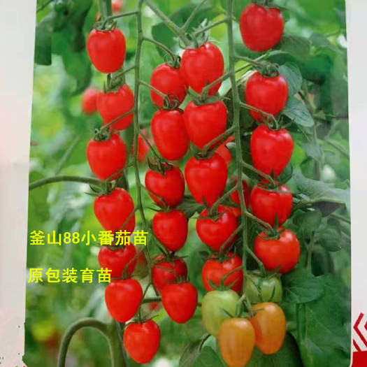寿光市釜山88圣女果苗 小番茄苗 大红樱桃西红柿苗 水果小番茄苗