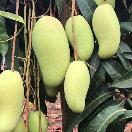 灵山县金煌芒果苗  【精选】金煌  桂七  红贵妃  台农  凯特  澳芒