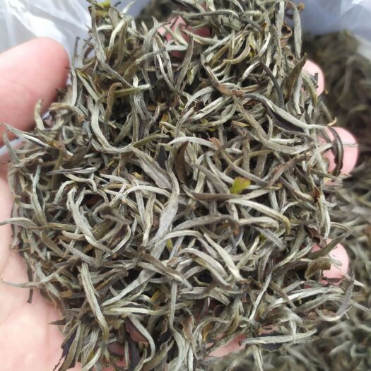 惠来县白毫银针茶叶白牡丹绿茶新茶叶白茶毛尖茶芽心浓香50克