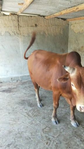 放养式黄牛生长周期较慢，每一头出栏时间三年以上质感味道足