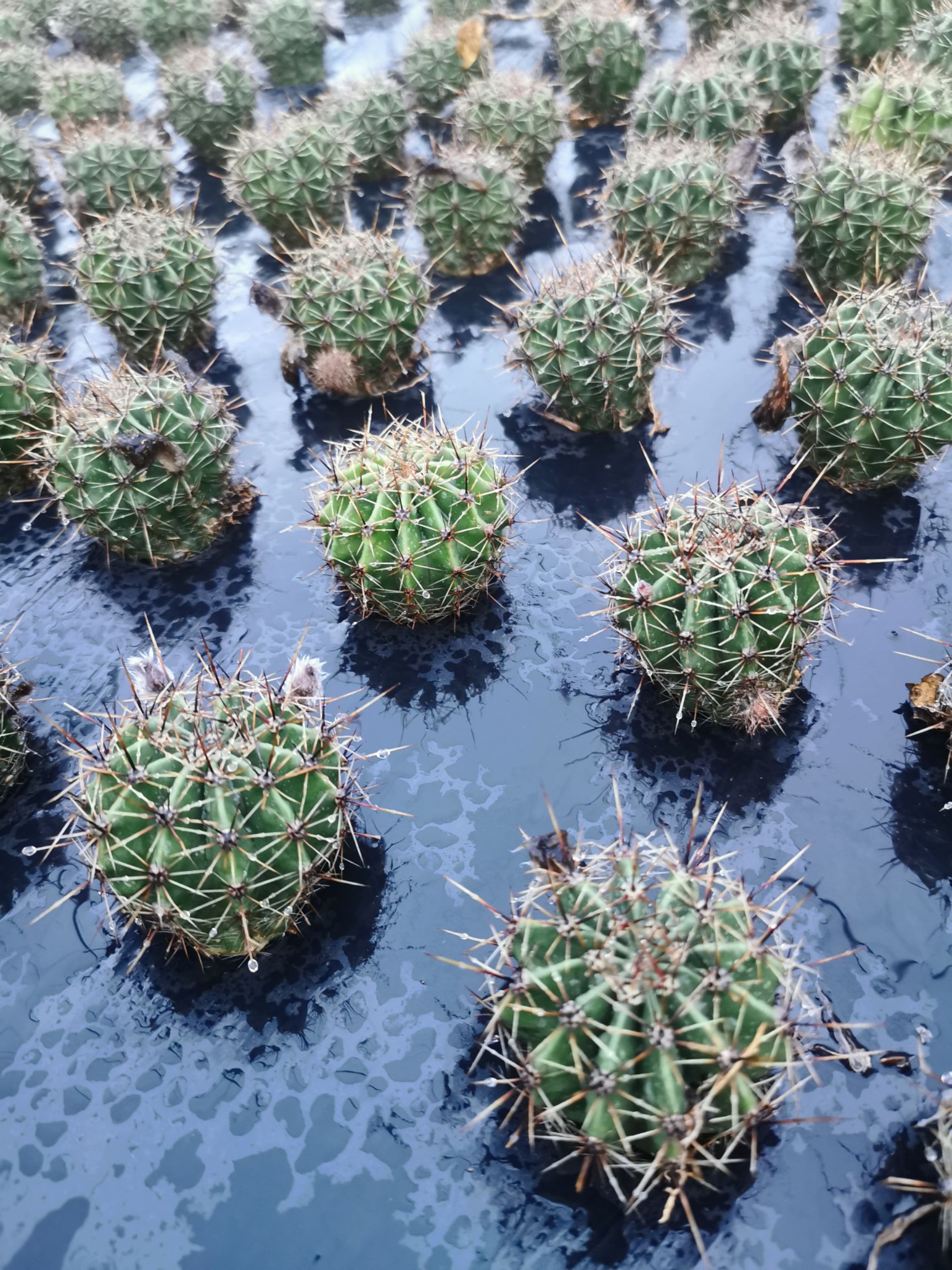 崇州直发仙人球天鹅蛋食用嫁接植物苗木花草快递全国