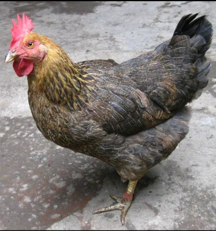 麻鸡苗  青脚麻公鸡