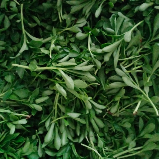 兰陵县养心菜费菜高钙菜救心菜