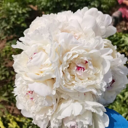 菏泽美丽芍药 观赏重瓣芍药开始预订了……欢迎新老客户前来考察谢谢