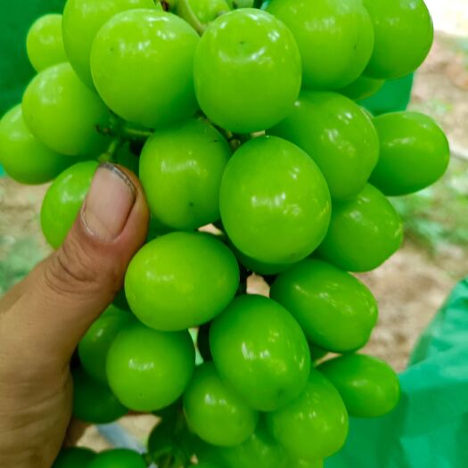 虞城县精品阳光玫瑰