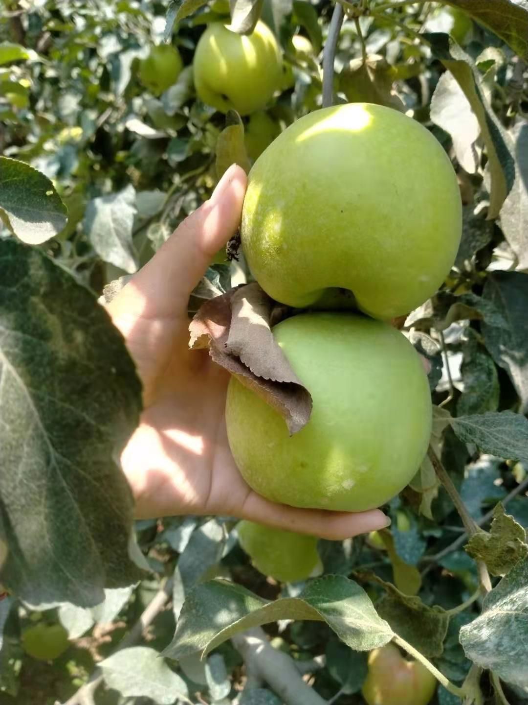  华硕苹果大量上市，欢迎老板采购！