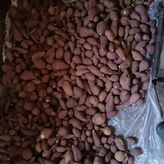 糯米薯 