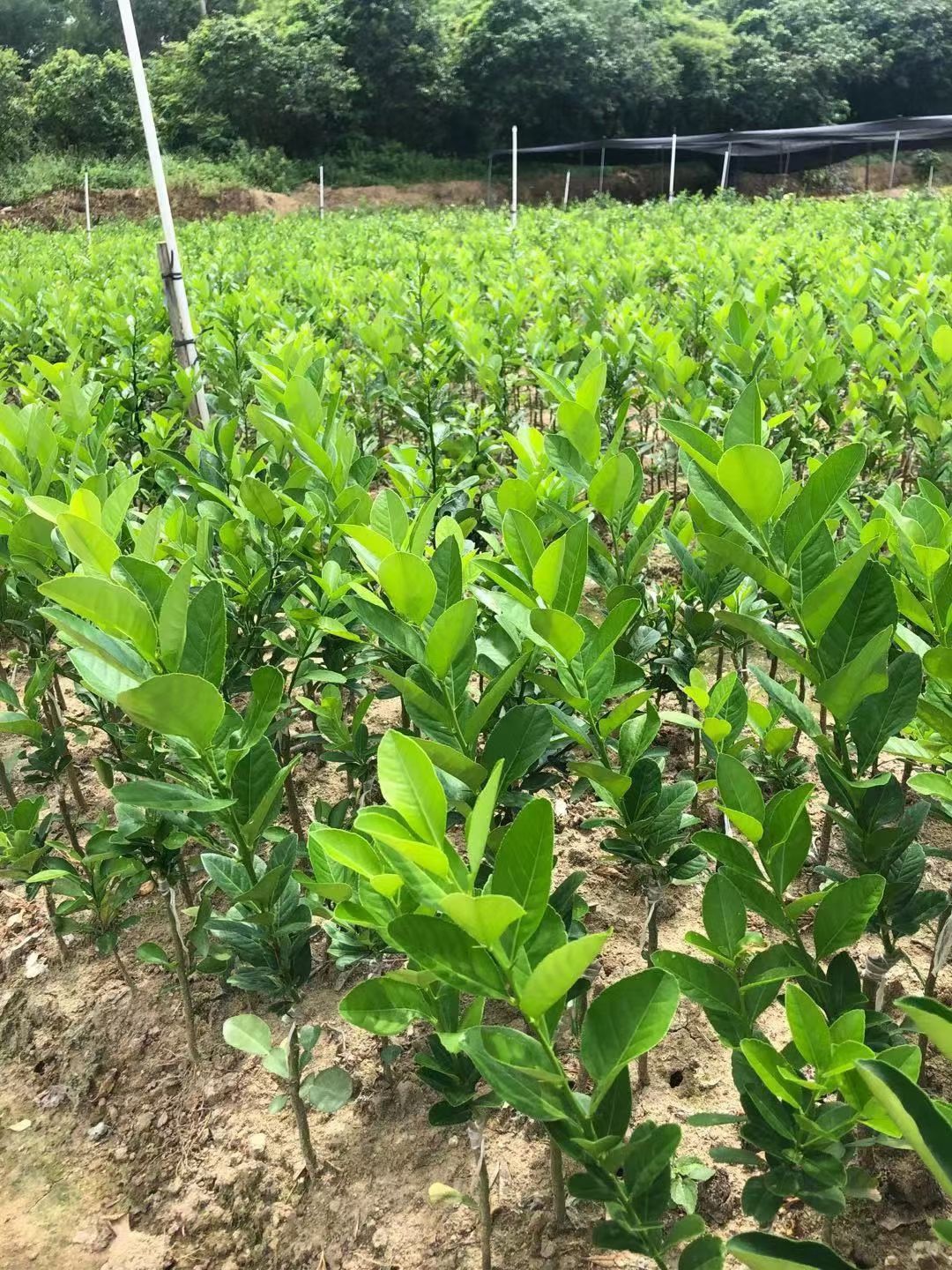 香水柠檬苗  【优选】广东香水柠檬 香水柠檬  无籽青柠