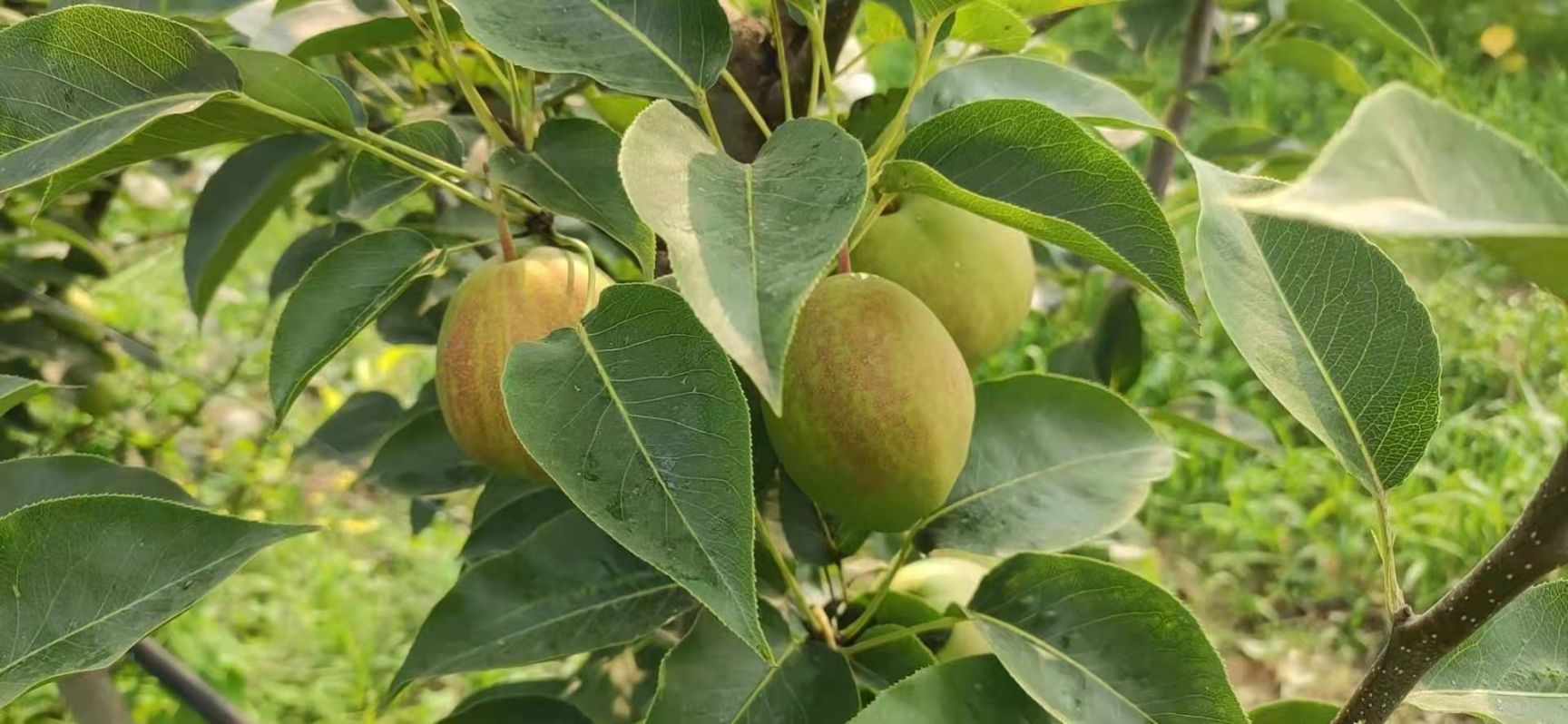 新梨七号颜色好口感甜货源充足产地直销万亩梨园需要的老板联系我