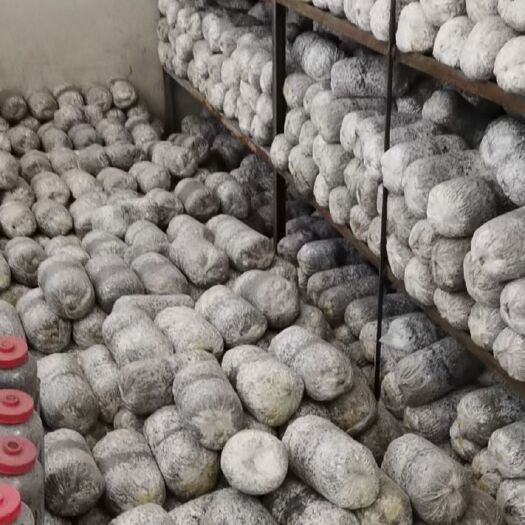 汾阳市大量提供冬季平菇菌种，栽培种，母种。包成熟。