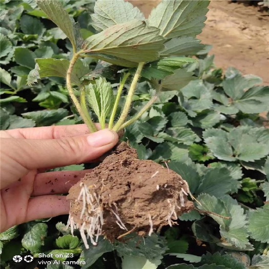 泰安 达塞草莓苗 达赛莱克特草莓苗批发 抗病 产量高 露天种植