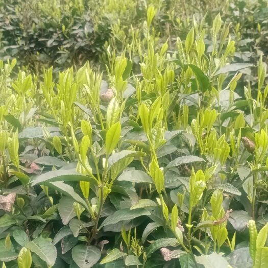 石台县毛尖茶  绿茶