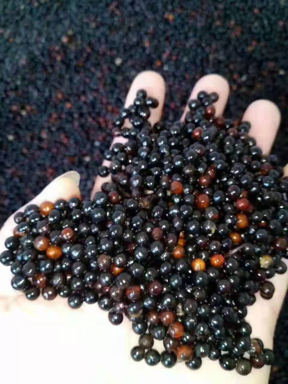 供应檫木种子 今年檫木种子价格 檫树种子批发