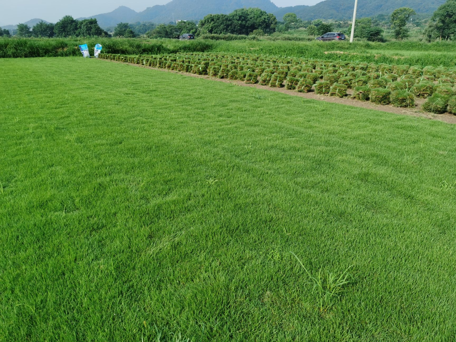 马尼拉草皮  供应草皮 马尼拉草坪 青 混播草 百慕大 果岭草