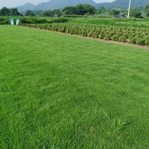 马尼拉草皮  供应草皮 马尼拉草坪 青 混播草 百慕大 果岭草