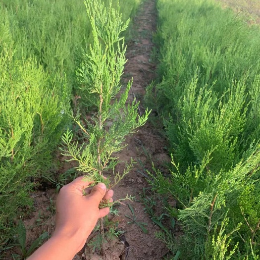 泰安侧柏苗
 侧柏杯苗 雨季荒山绿化苗 根状苗旺