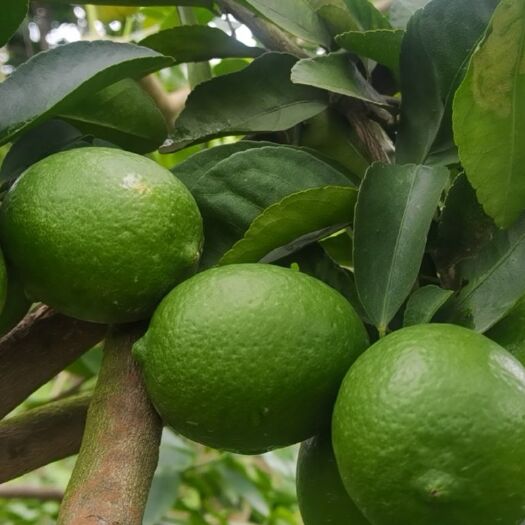 博罗县 自家种植种植无籽青柠檬