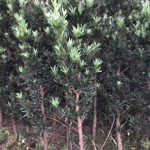 大理市 苍山罗汉松