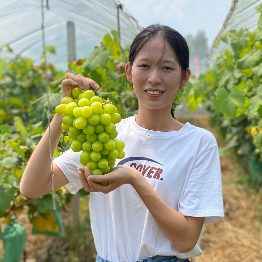 始兴县阳光玫瑰葡萄自家果园种植品质好价格优惠