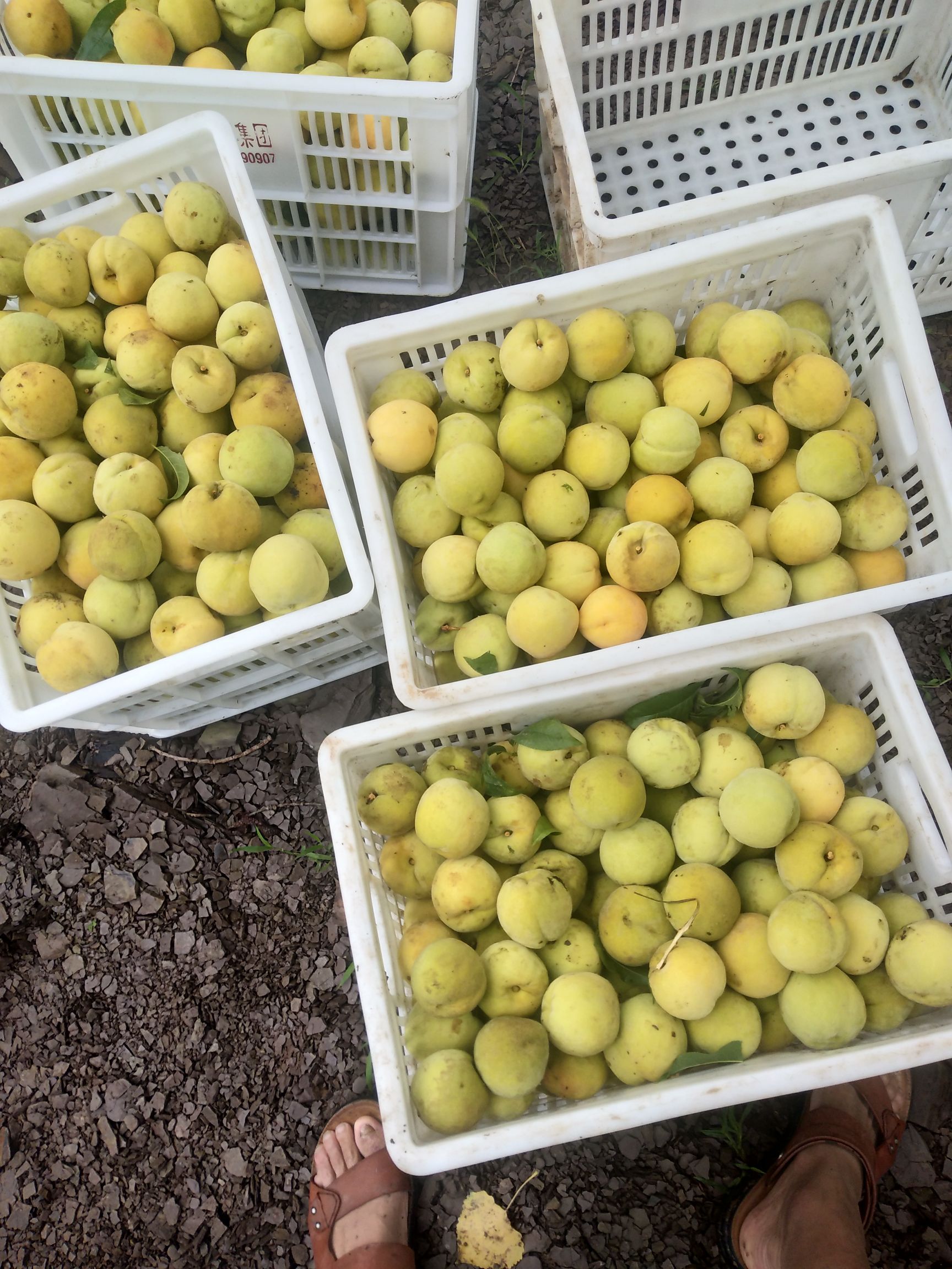 金皇后黄桃 山东省临沂市沂水县 