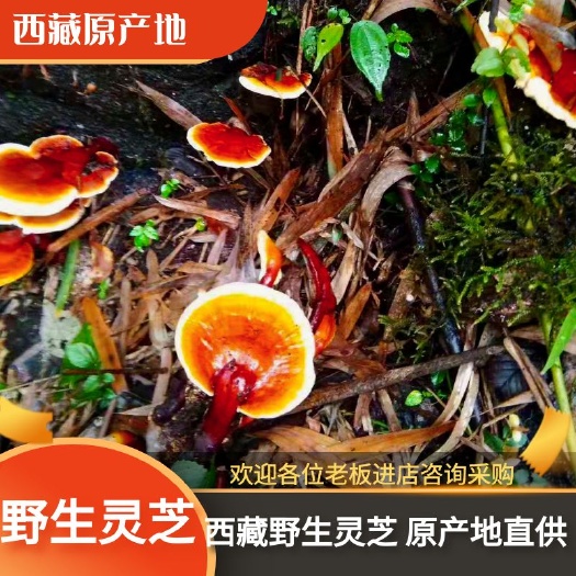 林芝金边灵芝 西藏金边灵芝 白心灵芝一手货源  产地直发