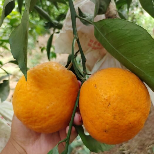 眉山青见柑桔  大量青见，套袋果，味道巴适，物美价廉