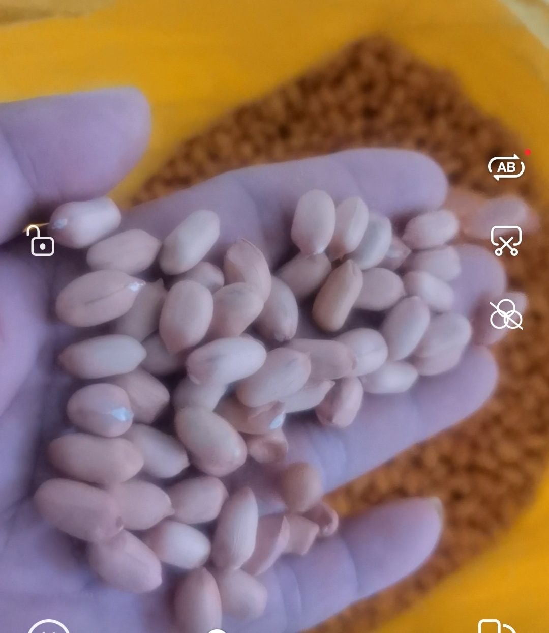 花育花生  河北唐山滦南小日本花生商品米。