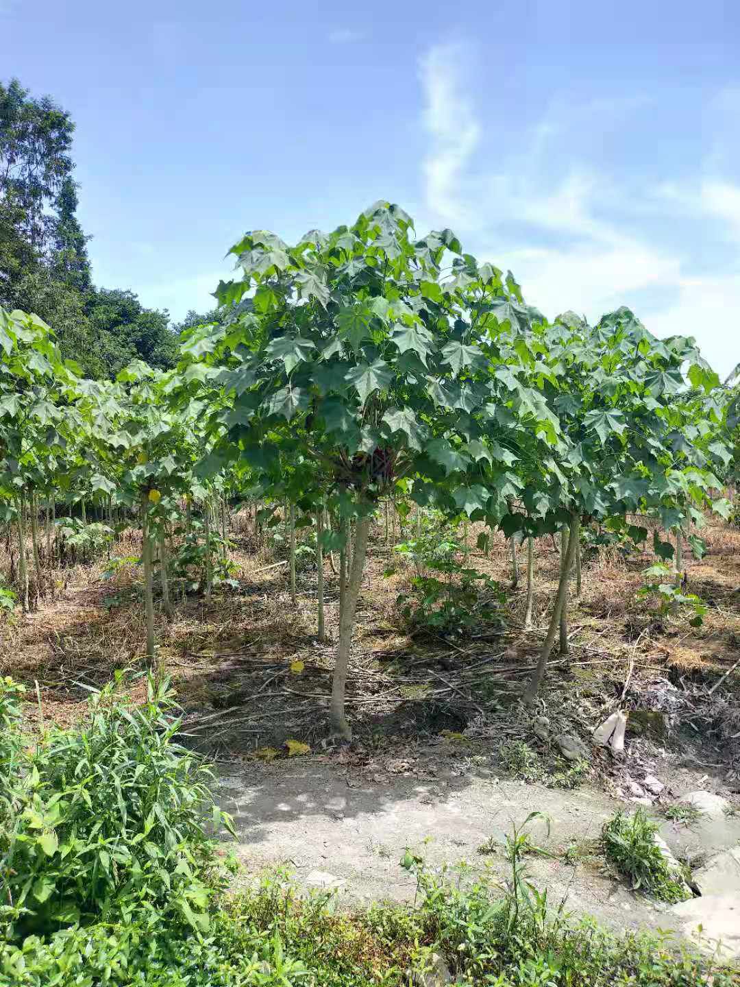 芙蓉花  木芙蓉