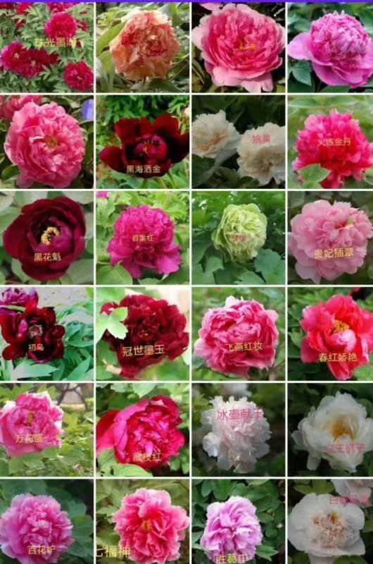 美丽芍药 观赏重瓣芍药开始预订了……欢迎新老客户前来考察谢谢