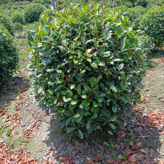 成都 红叶石楠球