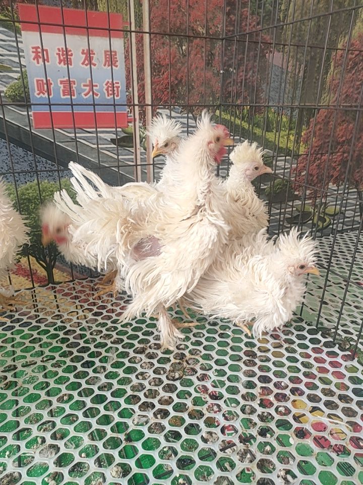 翻毛鸡苗 卷毛鸡 麒麟鸡 翻毛鸡种蛋 翻毛鸡苗活