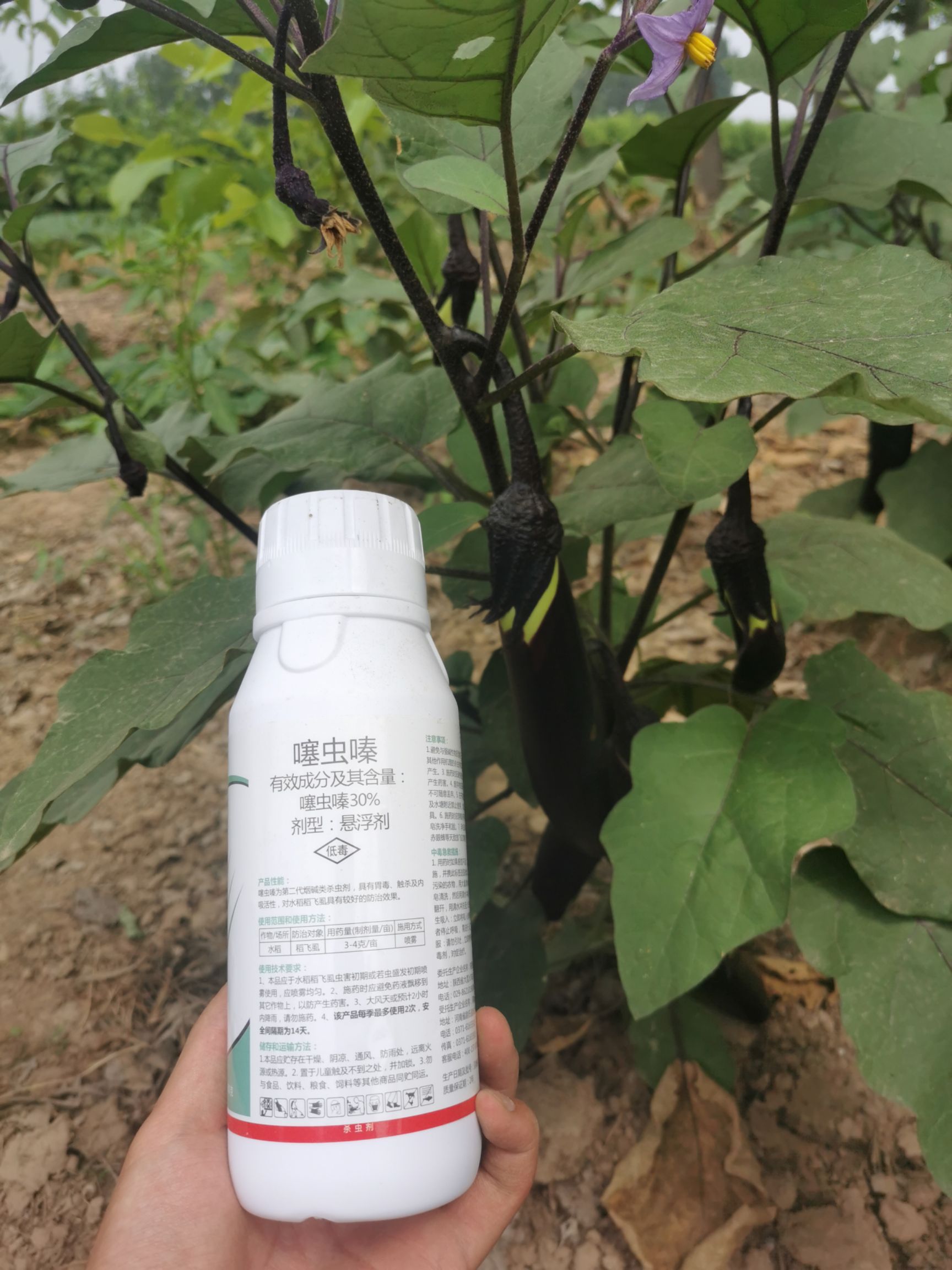 30%噻虫嗪 飞虱蓟马蚜虫锈壁虱小菜蛾钻心虫菜青虫食心虫