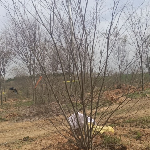 定远县丛生朴树  大量林地对外出租出售，有朴树榉树，