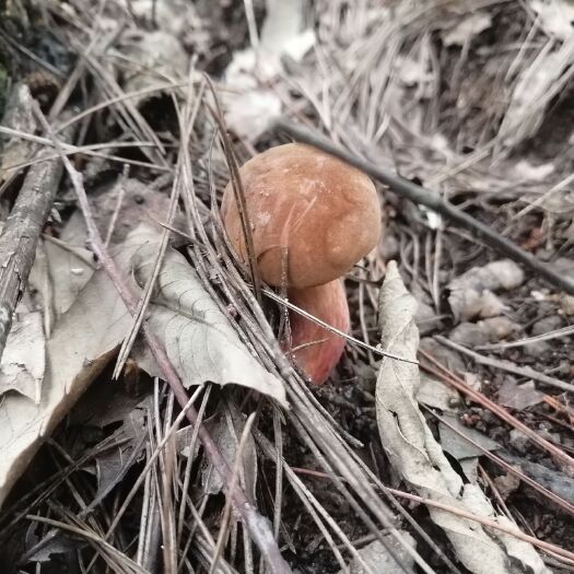 唐河县见手青（红葱菌）