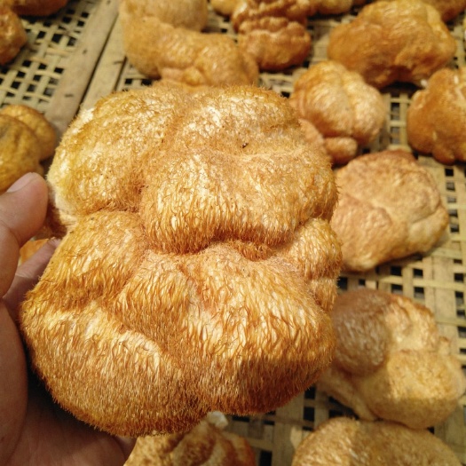 干猴头菇 东北猴头菇批发 中国猴头菇之乡 大个优质猴头菇批发