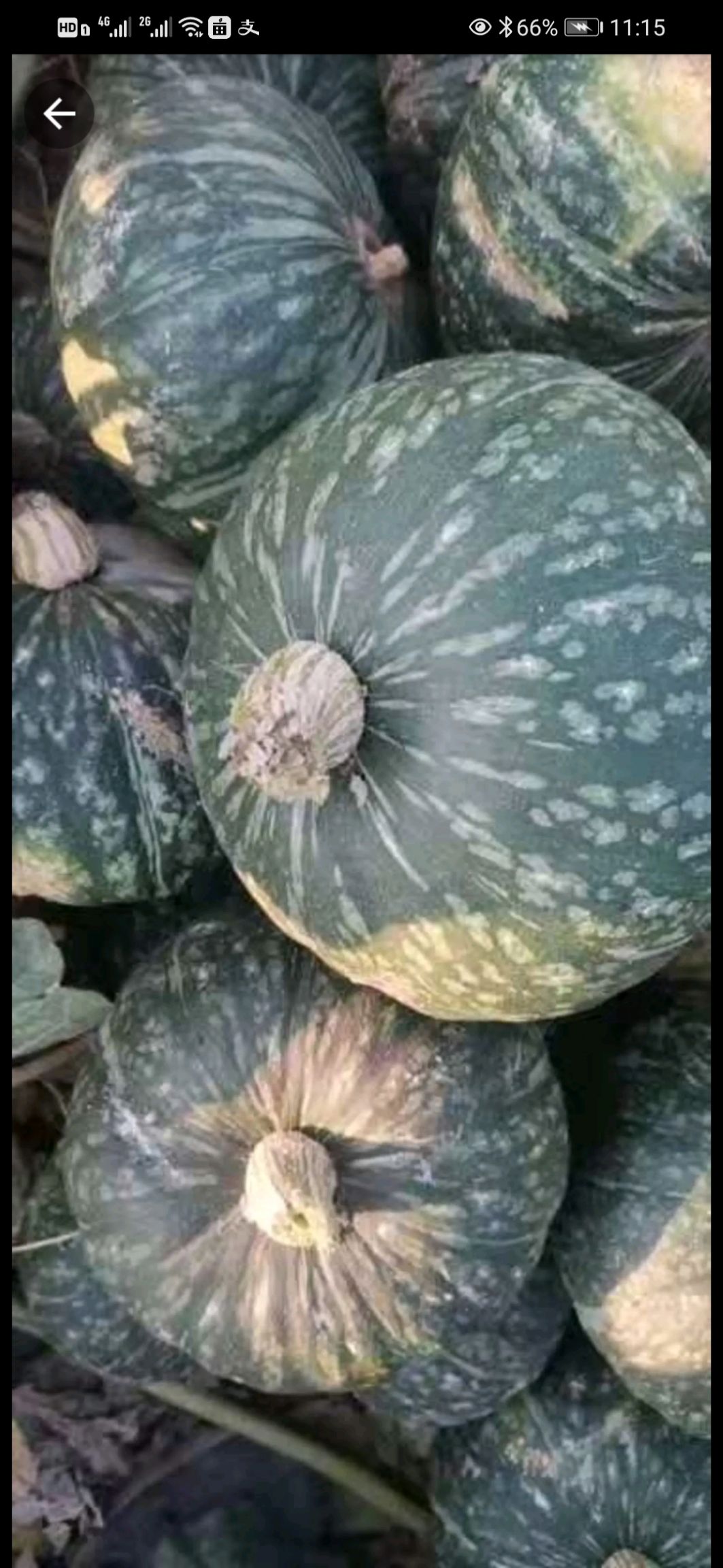 东北黑土地板栗南瓜大量上市