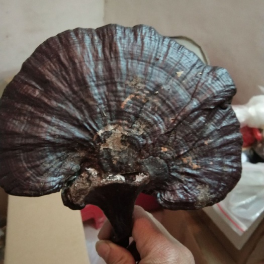 韶关天然无污染的深山处的灵芝