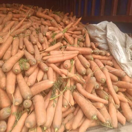 无极县三红胡萝卜 现挖红萝卜 三红 红萝卜  鲜红萝卜，有20万多斤  便宜卖