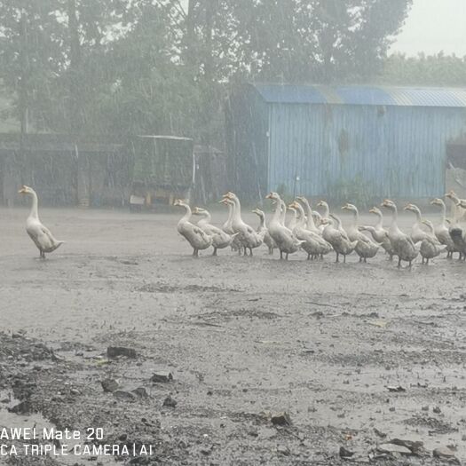沁阳市白鹅 8-10斤 统货 全散养 