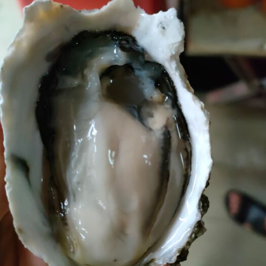 佛山牡蛎  深海福建蚝，个数多，肥度饱满，价格实惠