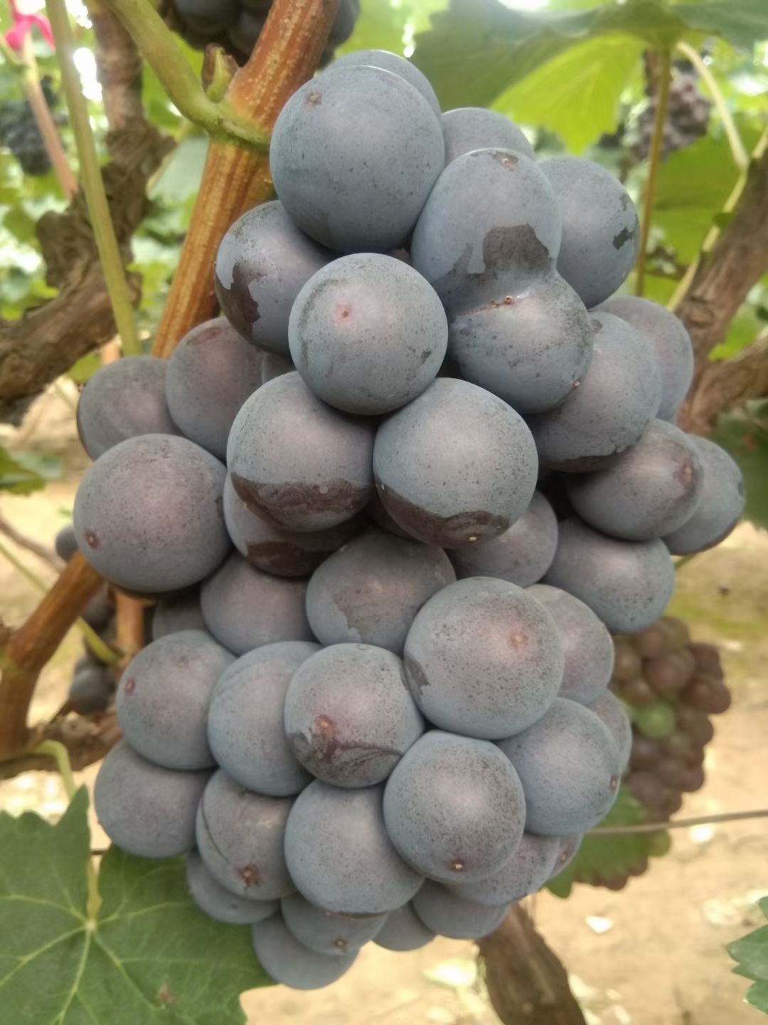 京亚葡萄 河北省石家庄市晋州市 